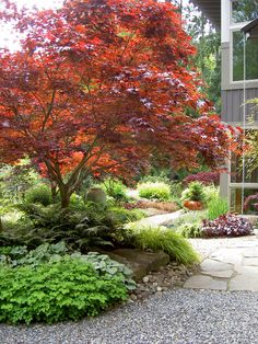 a tree with red leaves is in the middle of a gravel path and surrounded by greenery