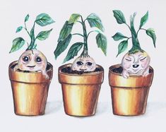 three potted plants with faces in them