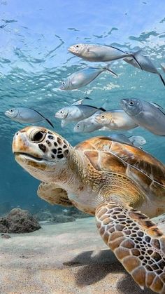 a turtle swimming in the ocean surrounded by fish