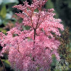 pink flowers are blooming in the garden