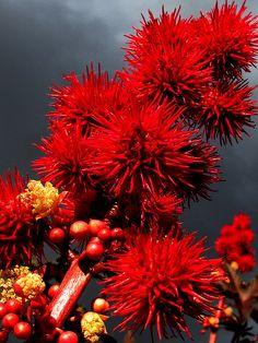 red flowers are growing on the branches of a tree with dark clouds in the background