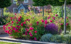 a garden filled with lots of colorful flowers