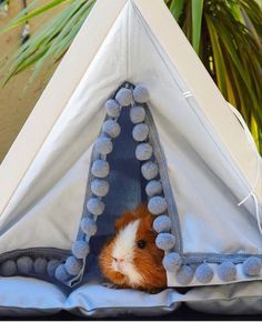 a hamster in a tent with pom - poms on it