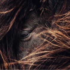 a close up view of a horse's hair