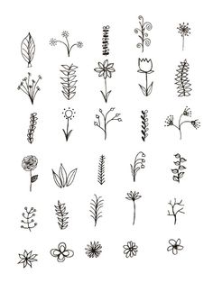 the different types of flowers drawn by hand