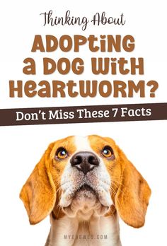 7 Things to Know When Adopting a Dog With Heartworm	Thinking About Adopting a Dog with Heartworm? Don’t Miss These 7 Facts Rescue Dogs, Shelter Dogs, Pet Parent