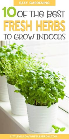 the best fresh herbs to grow indoors are in white pots on a window sill with text overlay that reads, 10 of the best fresh herbs to grow indoors