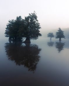 three trees in the middle of a lake on a foggy day with low light