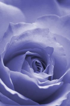 the center of a blue rose is shown in black and white photograph, with soft focus on the petals