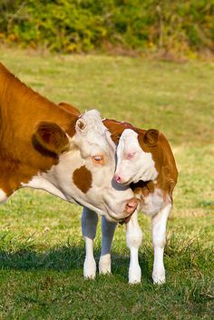 two brown and white cows nuzzle each other in the grass