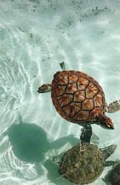 a sea turtle swimming in the water