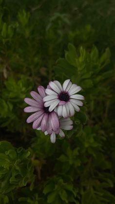 a purple and white flower sitting in the middle of some green plants with leaves around it