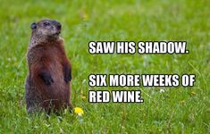 a groundhog standing on its hind legs with the caption saw his shadow six more weeks of red wine