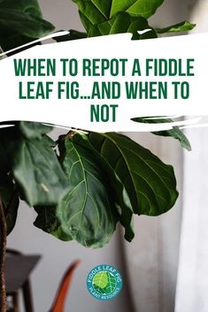 there is a plant with leaves on it and a sign that says to prune or not to prune what to do with damaged fiddle leaf fig leaves