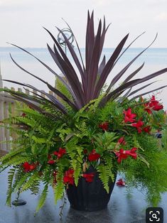 a potted plant sitting on top of a table next to the ocean with red flowers in it