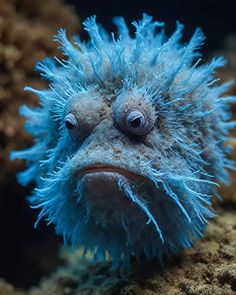 a blue puffer fish with its eyes wide open