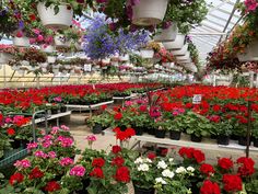 many potted flowers are hanging from the ceiling