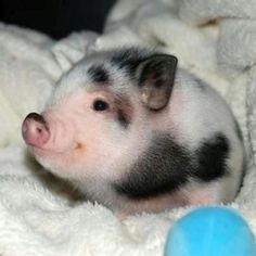 a small pig laying on top of a blanket next to a blue and white ball