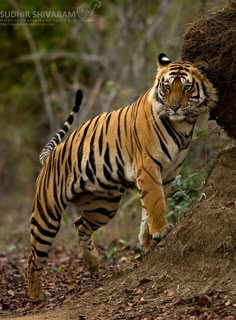 a tiger climbing up the side of a tree