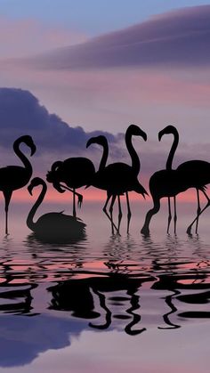 five flamingos are standing in the water at sunset