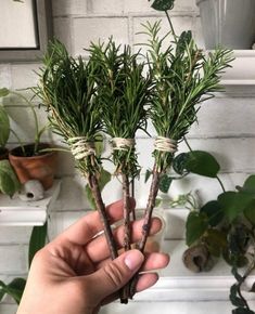 someone is holding two plants in their hands