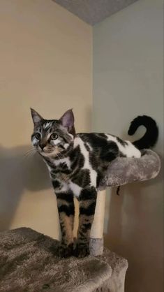 a cat standing on top of a scratching post