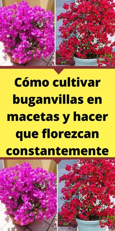 flowers in pots with the words como cultivar buganvills en macetas y hacer que florezann constanente