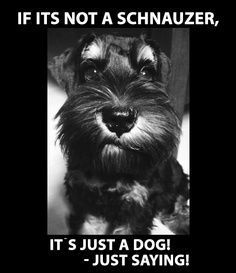 a black and white photo of a dog with the caption if it's not a schnauzer, it's just a dog