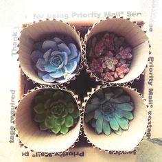 four succulents are arranged in a cardboard box