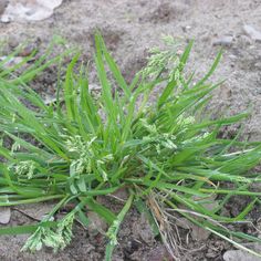 some very pretty green plants growing in the dirt and sand on the ground with rocks