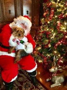 a dog sitting on top of a chair next to a santa clause suit and christmas tree