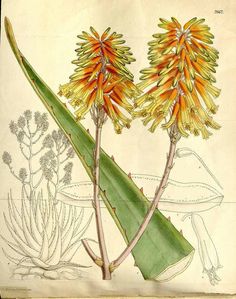 an illustration of two yellow flowers on a green leafy plant with long thin stems