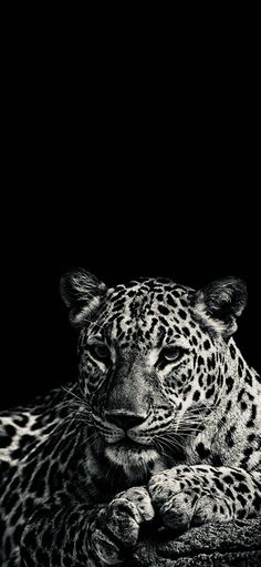 a black and white photo of a leopard laying down