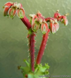 Succulent Tree, Sandy Soil, Seed Pods, Tropical Plants, Planting Succulents, Dark Pink, Planting Flowers, Seeds