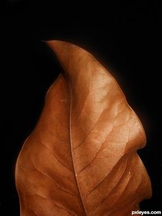 a brown leaf is shown against a black background