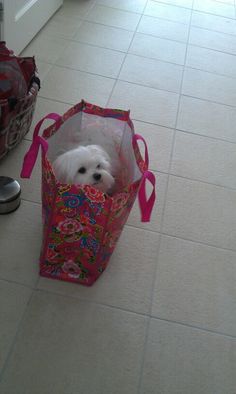 a small white dog sitting in a bag on the floor