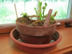 a potted plant sitting on top of a window sill