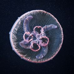 an underwater jellyfish in the deep blue water