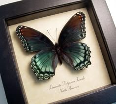 a green and brown butterfly in a black frame