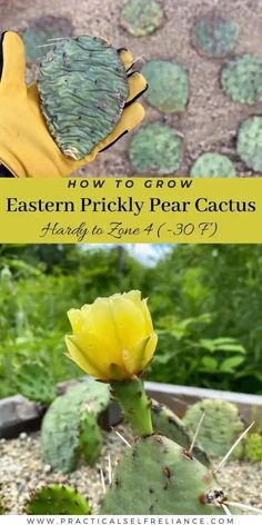 a cactus with the words how to grow eastern pricky pear cactus