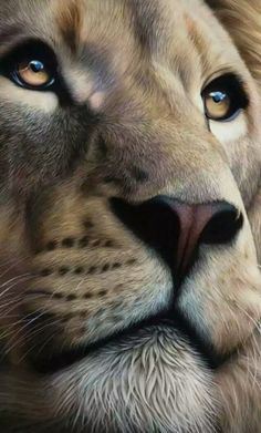 a close up of a lion's face with blue eyes