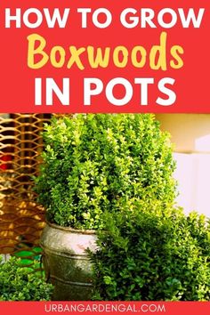 Growing boxwoods in containers Rental Garden, Boxwood Landscaping, Plant Stand With Wheels, Front Yard Curb Appeal, Boxwood Plant, Box Wood Shrub, Container Garden Design, Container Gardening Ideas