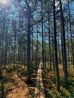 a wooden path in the middle of a forest