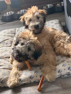 two dogs are sitting on a dog bed and one is holding a carrot in it's mouth