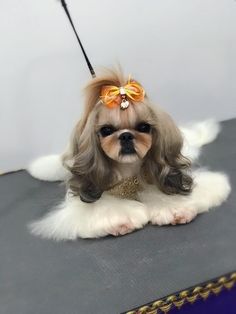 a small dog sitting on top of a table