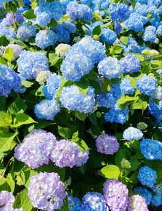 many blue and purple flowers with green leaves