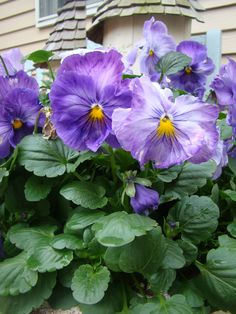 purple flowers are blooming in front of a house with green leaves on the ground