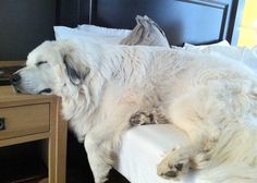 a large white dog laying on top of a bed next to a wooden night stand