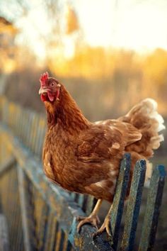 a brown chicken standing on top of a metal fence