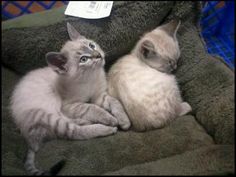 two kittens are laying down on a blanket